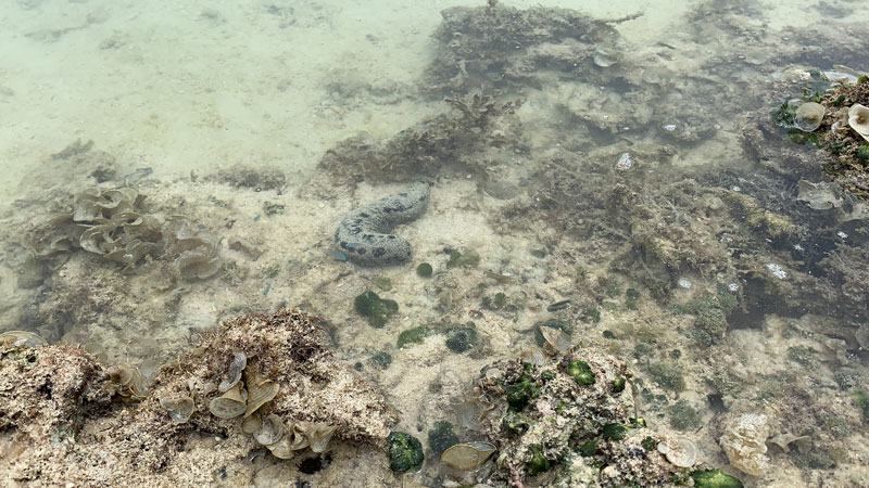 水中的海參